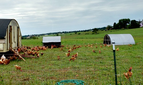 Farm entry chickens