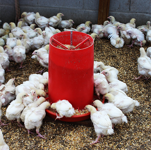 Lima Family Farms Chickens