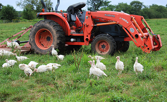 Lima Family Farms Turkeys