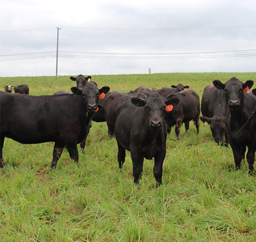 Grazing cows