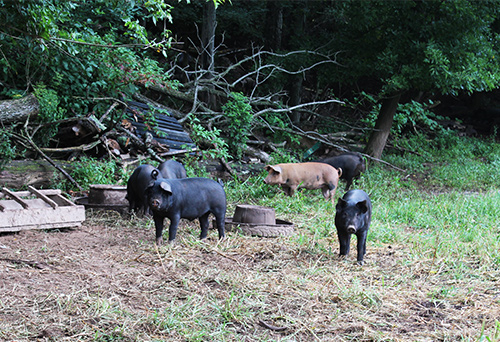 Lima family farms baby pigs