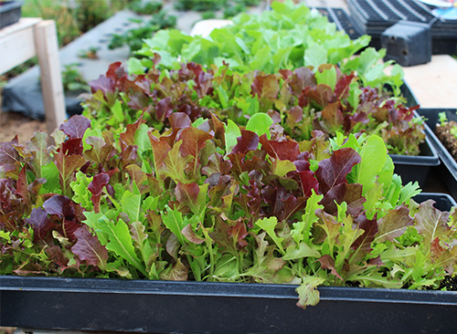 Lima Family Farms Greenhouse