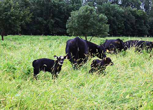 Lima Mother cows