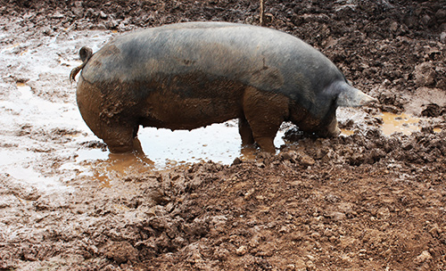 Lima family farms pig in mud