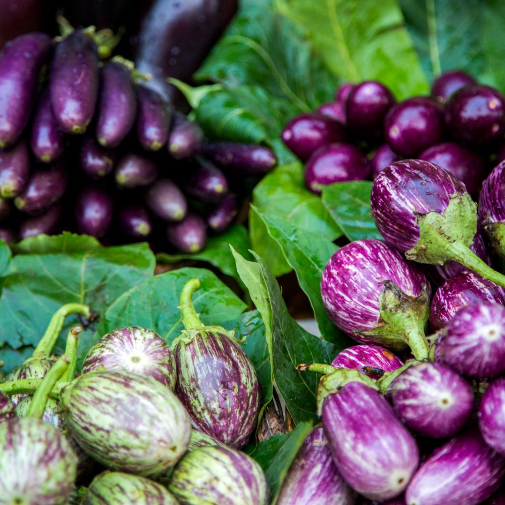 a picture of different varieties of eggplant