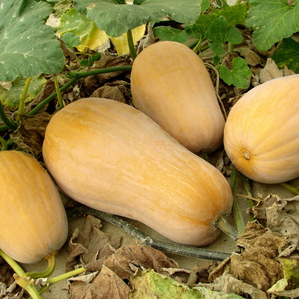 butternut squash growing in a garden