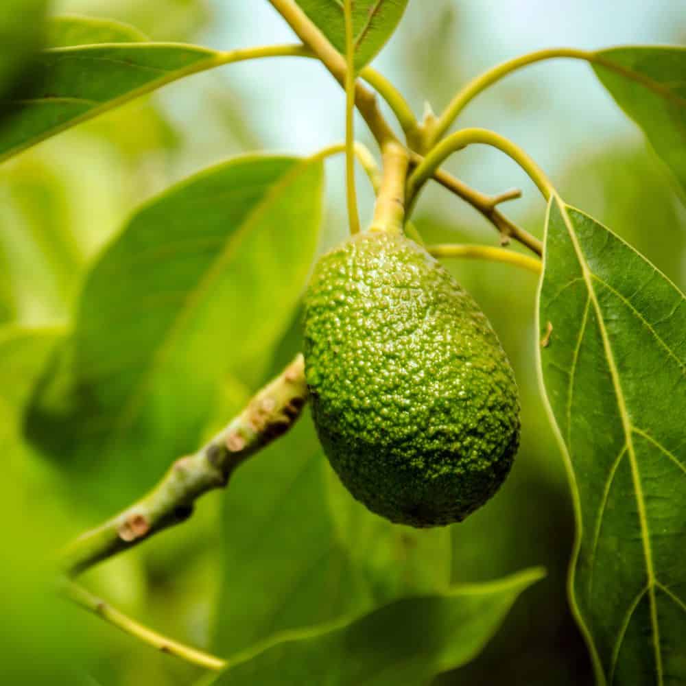 a picture of an avocado on a tree