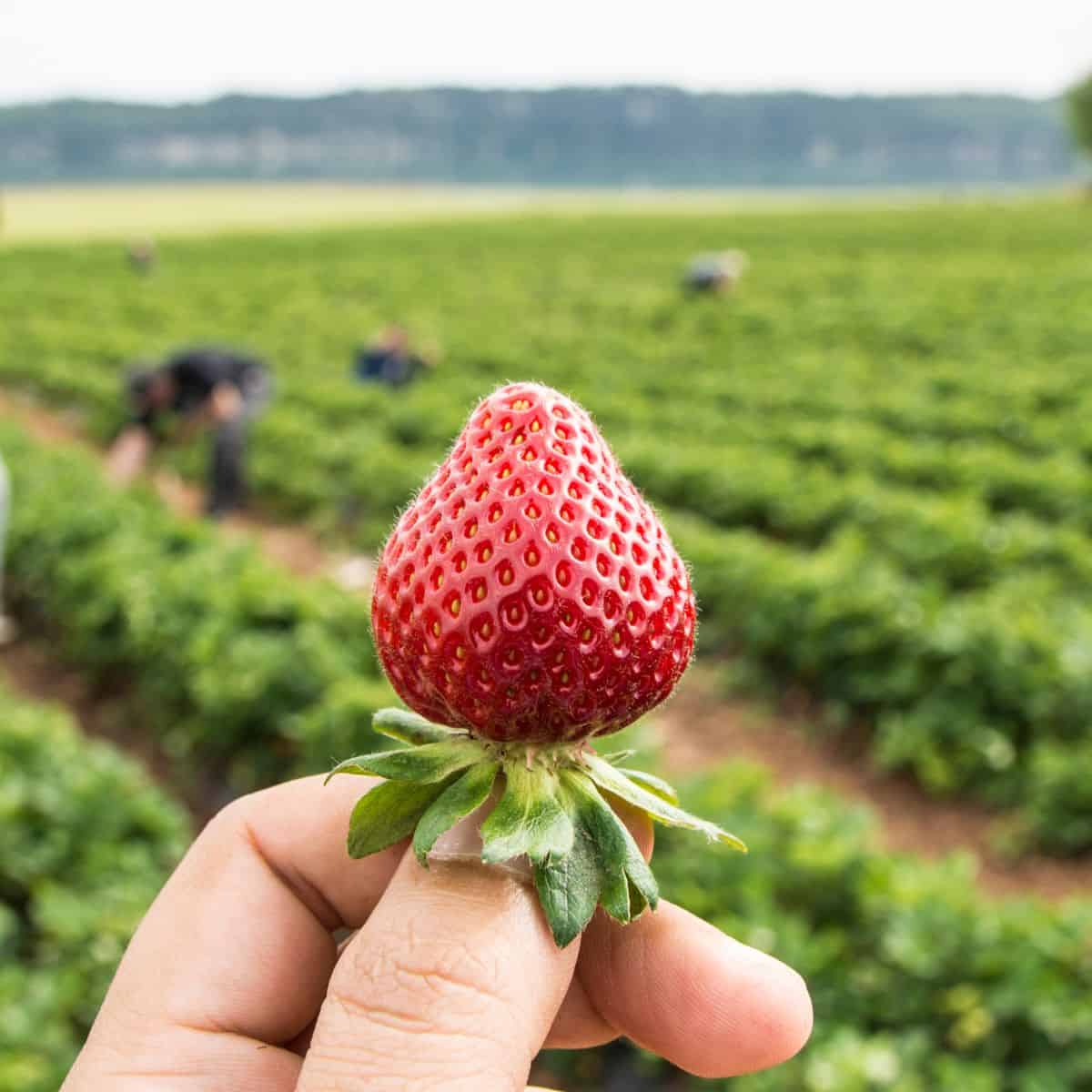 a picture of a hand holding a strawberry in a strawberry field