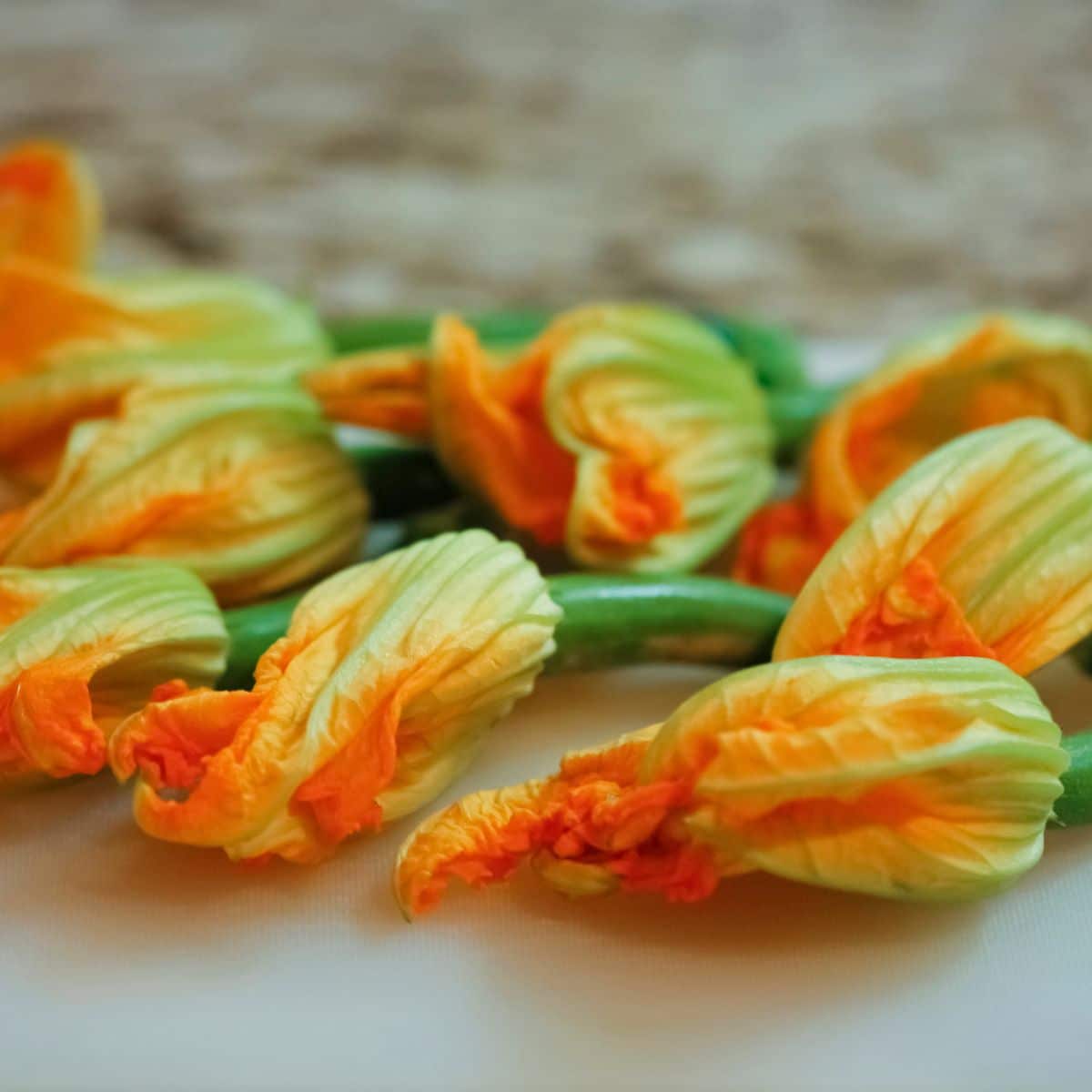 a picture of zucchini blossoms 